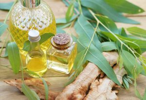 قیمت روغن اکالیپتوس