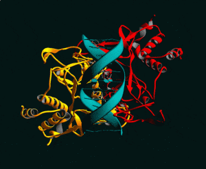 انواع انزیم ها