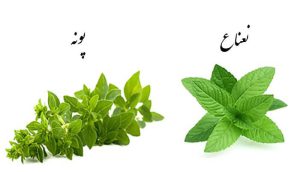 پونه و نعناع
